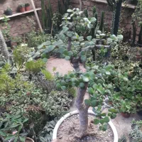 بن‌سای جید پورتلاکاریا ناز درختی
