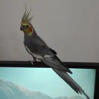 عروس هلندی نر