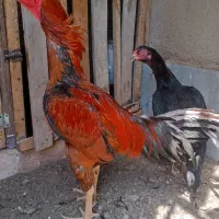 مرغ خروس افغان