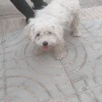 واگذاری سگ فوری