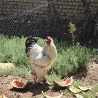 تخم نطفه دار برهما