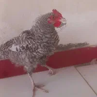 جوجه مرغ خورس