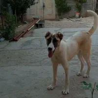 سگ باهوش
