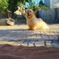 سگ شیتزو اصل