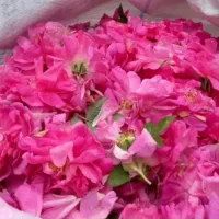 گل محمدی تازه