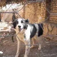 سگ گله ای نگهبان