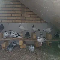 تعدادی کبوترپاکسیتانی پرشی سالم و سرحال ساعتی