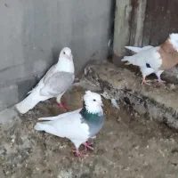 پرنده|پرنده|باوی, |دیوار