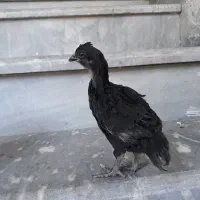 ۲ عدد جوجه گلین مشکی