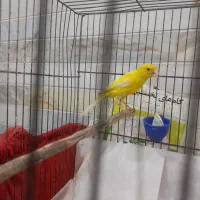 قناری|پرنده|رشت, تازه آباد|دیوار