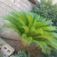 گل سیکاس