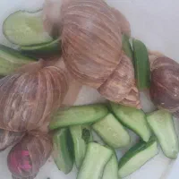 حلزون تخمگذار هستن تراپی پوست کلاژن خالص