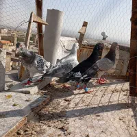 کفتر چهارتا قلدور و تعداد ک