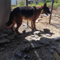 سگ ژرمن ماده