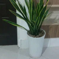 گل سانسوریا