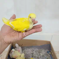راهب سرلاکی