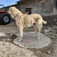 سگ سرابی اصل   در ورزقان
