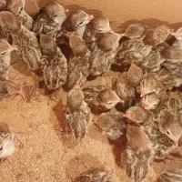 جوجه تزئینی نژاددار ۲ماهه