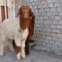 بره نر عراقی چاق چاق