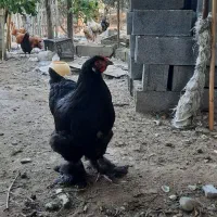 مرغ و خروس برهما(پاپر)