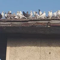 کبوتر