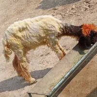 بره ماده