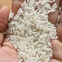 طارم هاشمی اعلا