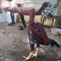 خروس لاری افغان