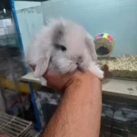 سگ گربه خرگوش همستر خوکچه
