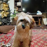 پاکوتاه