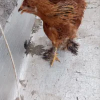 مرغ برهما