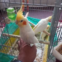 یک جفت عروس هلندی مولد