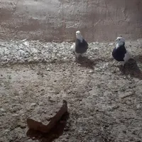 کبوتر طوقی