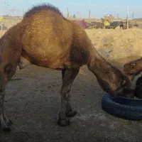 فروش شتر نر کشتاری