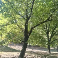 گردو زنی گردو تکانی