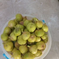 انجیر فروشی