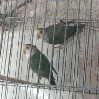 یک جفت کوتوله