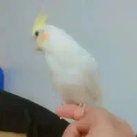 جفت عروس هلندی مولد