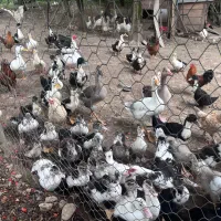 فروش اردک اسرائیلی،محلی،غاز