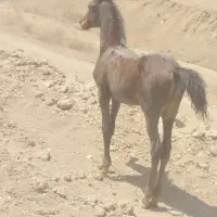 اسب گله