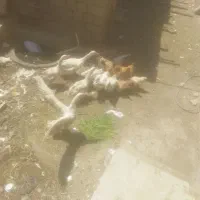 قاز