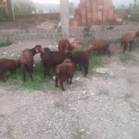 گوسفند