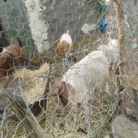 تعدادی بز و کهره