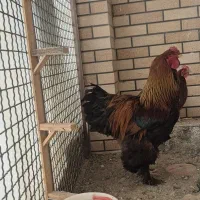 خروس برهما اصیل