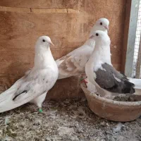 کبوتر دوکت بندرلنگه.گره