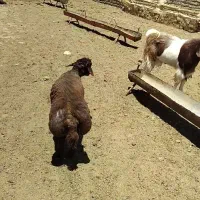 بره نر همو