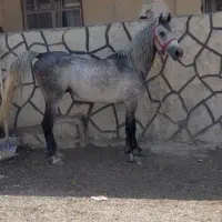واگذاریه‌ اسب‌ نریان‌ کورد