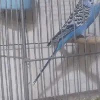 مرغ عشق نر