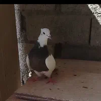 توقی نر وماده