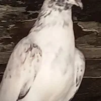 اصیل ساعت بالا